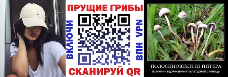 Галлюциногенные грибы Psilocybine cubensis наркотики Краснокаменск